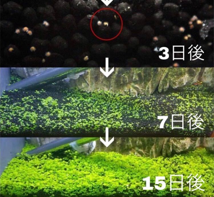 種から育てる水草 水草の種【小さい葉と大きい葉】各5gセットの画像3