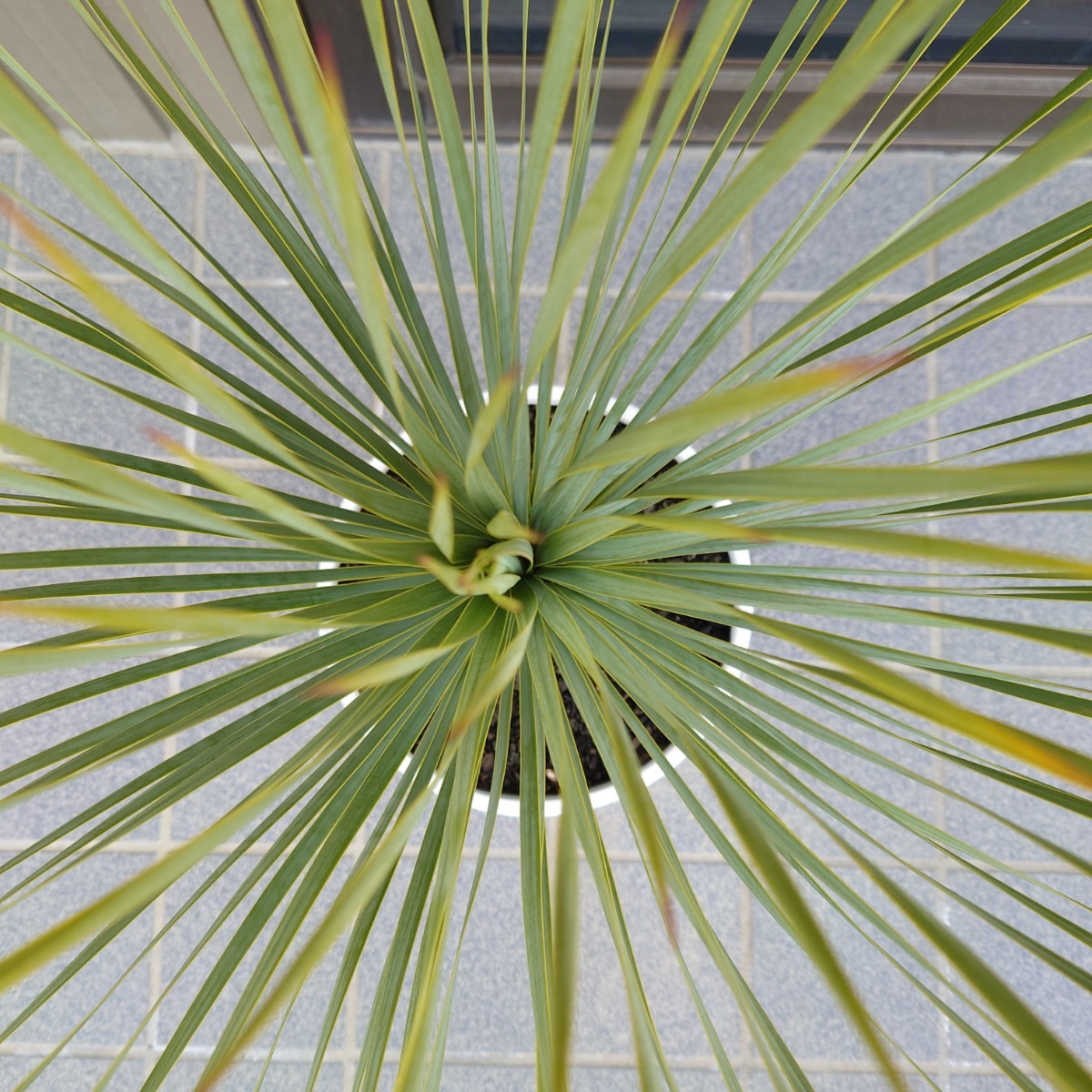 ◆ユッカロストラータ Yucca rostrata 《Ｈ＝約75cm・8号》◆ ドライガーデン ロックガーデン 南国リゾート 90_画像5