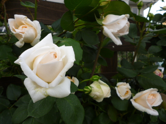 白バラ名花　　　アルベリックバルビエ超長尺苗_画像4