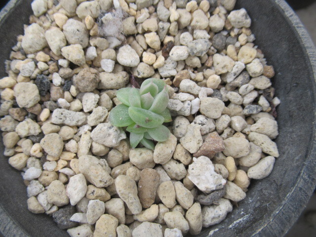 多肉植物　エケベリア・氷山_画像2