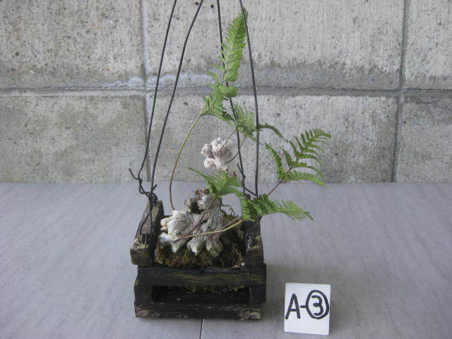 石化トキワシノブ　　コケ玉 木枠入り吊り　　A-③　　　シダ 常盤シノブ 苔玉 山野草 古典植物　_画像5