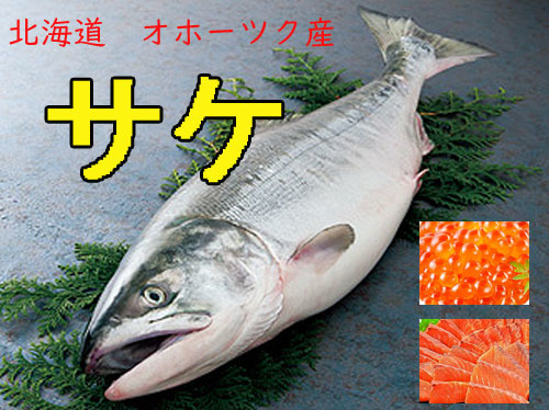 今季ラスト！【冷凍】3.5KG　秋鮭 アキアジ 特上オホーツク産　メス１匹_画像1