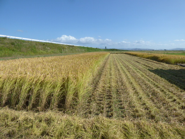  new rice . peace 5 year Miyagi prefecture production Koshihikari white rice 5kg rice sack. condition . shipping 