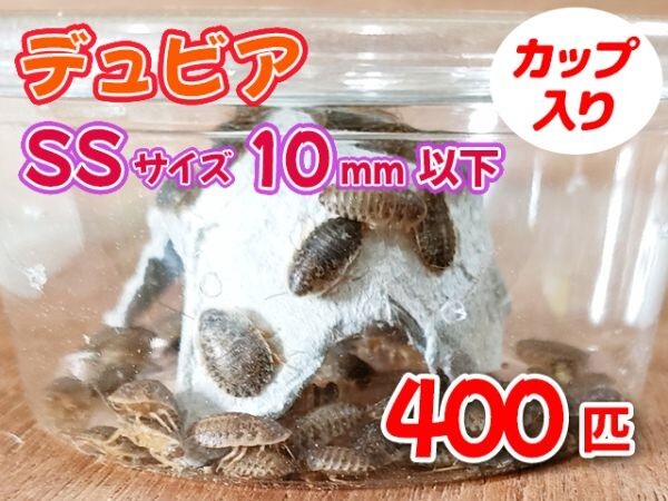 [ free shipping ]te. Via SS baby size 1.0cm and downward 400 pcs cup entering Argentina moli cockroach meat meal tropical fish reptiles amphibia [3543:broad2]