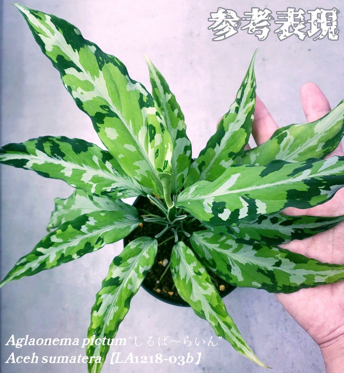 LA便 Aglaonema pictum LA便 Aglaonema pictum