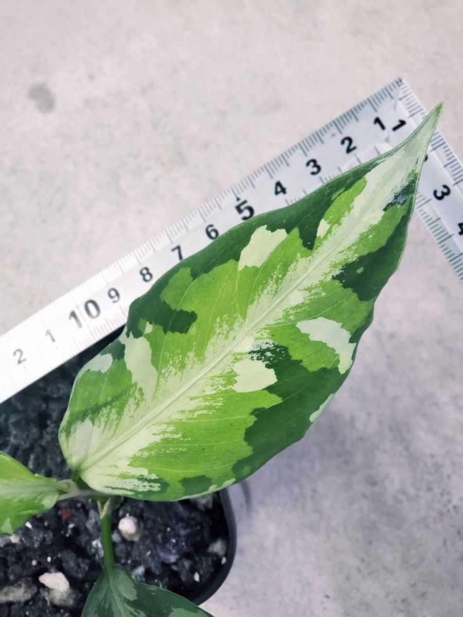 LA便 Aglaonema pictum tricolor LA1218-03b アグラオネマ LA便 Aglaonema pictum tricolor LA1218-03b アグラオネマ
