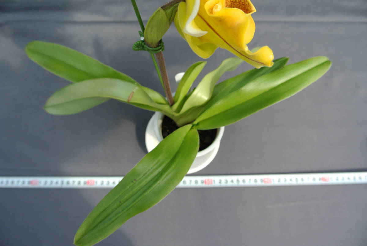 【最新セレクトパフィオ】OS3170 ① Paph. Sweetwunder ( Lippewunder × Sweet Moon `Wataboushi' SM/JOGA )　_画像5