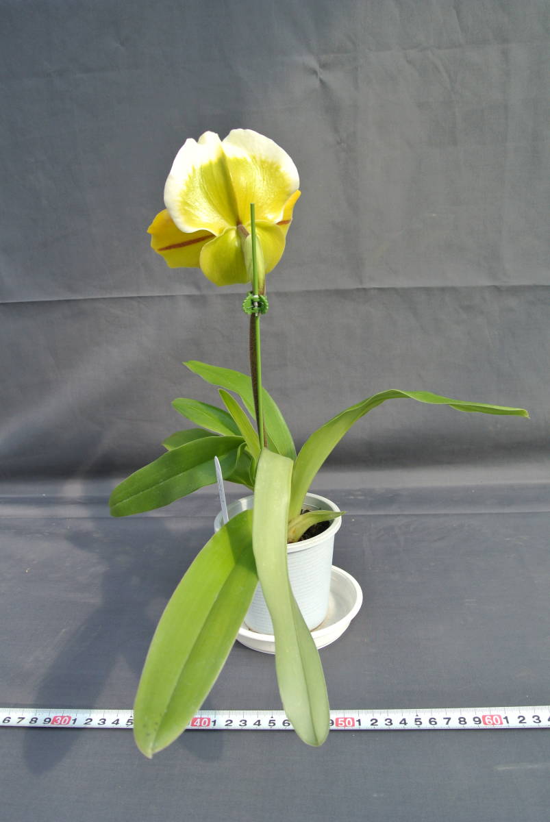 【最新セレクトパフィオ】OS3170 ① Paph. Sweetwunder ( Lippewunder × Sweet Moon `Wataboushi' SM/JOGA )　_画像6