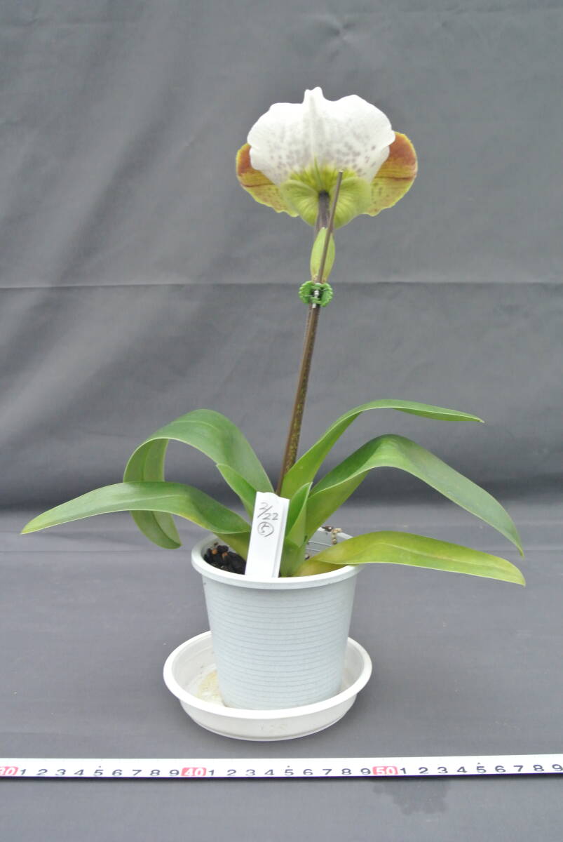 【最新セレクトパフィオ】OS3165 Paph. (Extra Churchill×Pacific Heart)`Tsukuba' BM/JGP × Speedmaster `Tsukuba' SM/JOGA 　_画像6