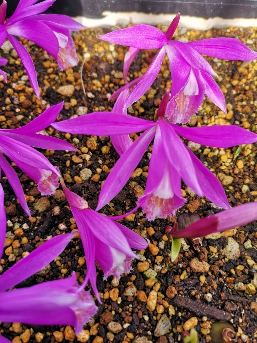 【山野草】　ラン　タイリントキソウ　混合　　開花見込み　No３　　５球根_画像3