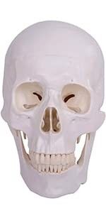 頭蓋骨 模型 実物大 超精密 可動 ガイコツ 歯科 学校 病院 教材用