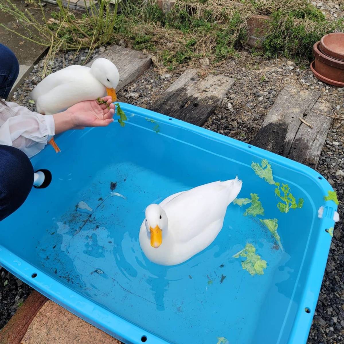 【7個まとめて】コールダック 有精卵 食用_画像3