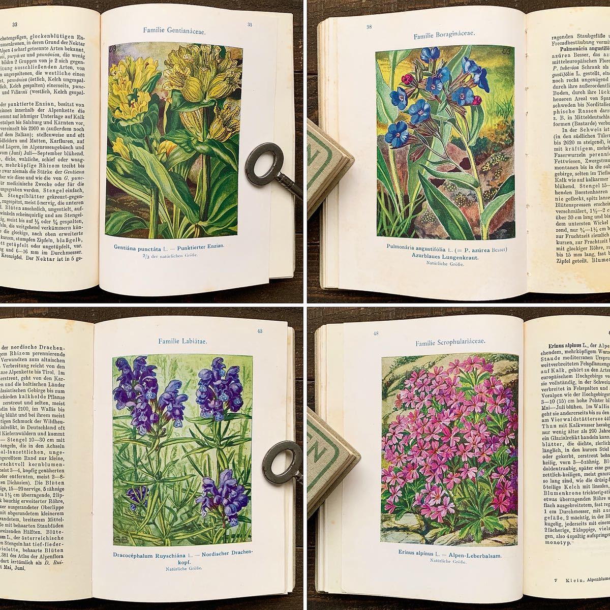  ドイツの古い植物図鑑( ALPENBLUMEN Ⅱ 1932年)/アンティーク ヴィンテージ ヨーロッパ 植物画 花の絵 ボタニカルアート 雰囲気◎/_画像5