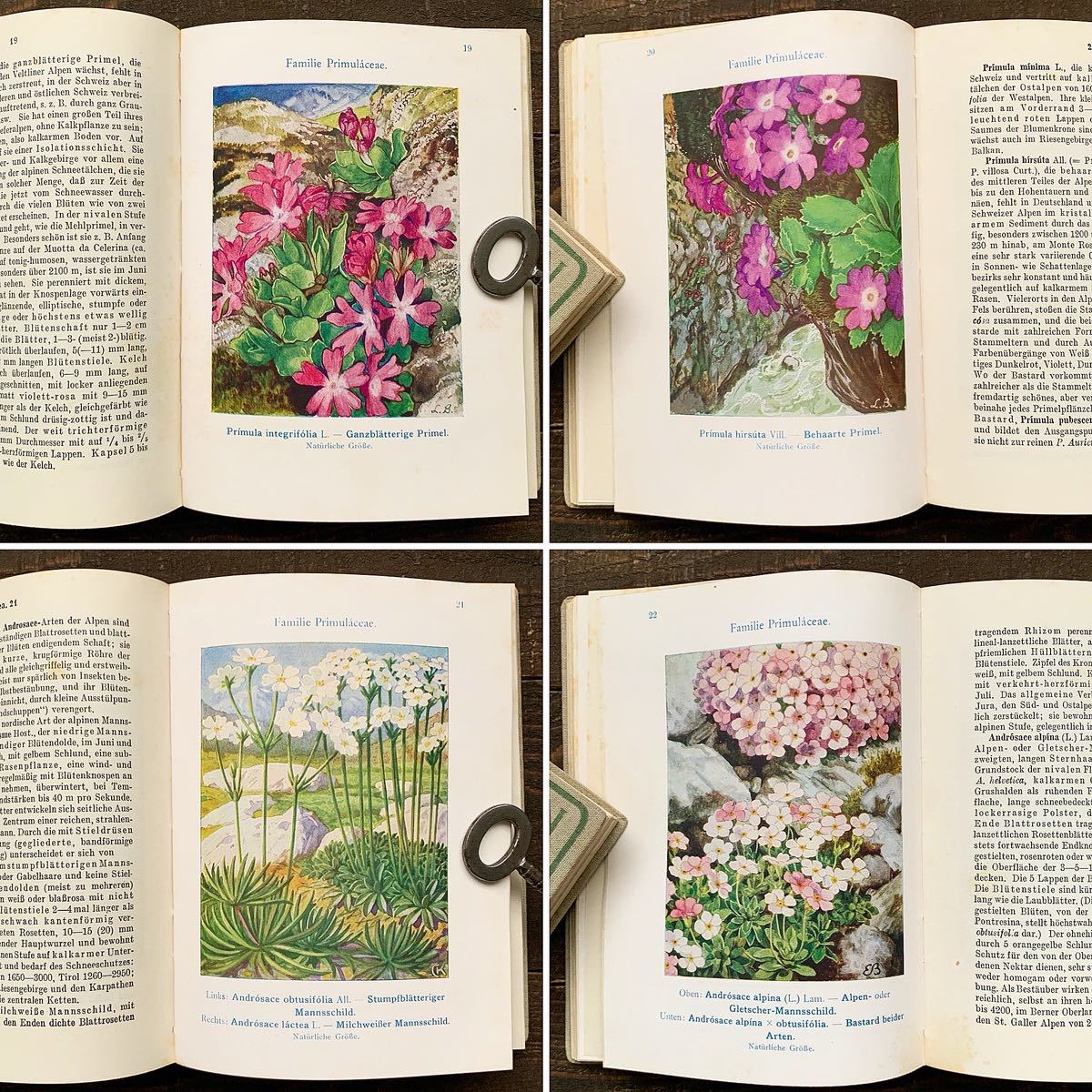  ドイツの古い植物図鑑( ALPENBLUMEN Ⅱ 1932年)/アンティーク ヴィンテージ ヨーロッパ 植物画 花の絵 ボタニカルアート 雰囲気◎/_画像3