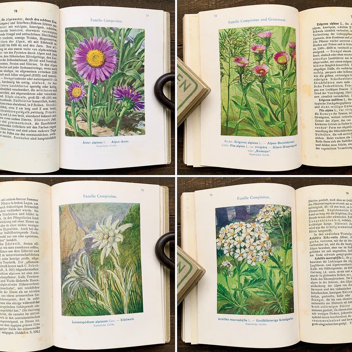  ドイツの古い植物図鑑( ALPENBLUMEN Ⅱ 1932年)/アンティーク ヴィンテージ ヨーロッパ 植物画 花の絵 ボタニカルアート 雰囲気◎/_画像8