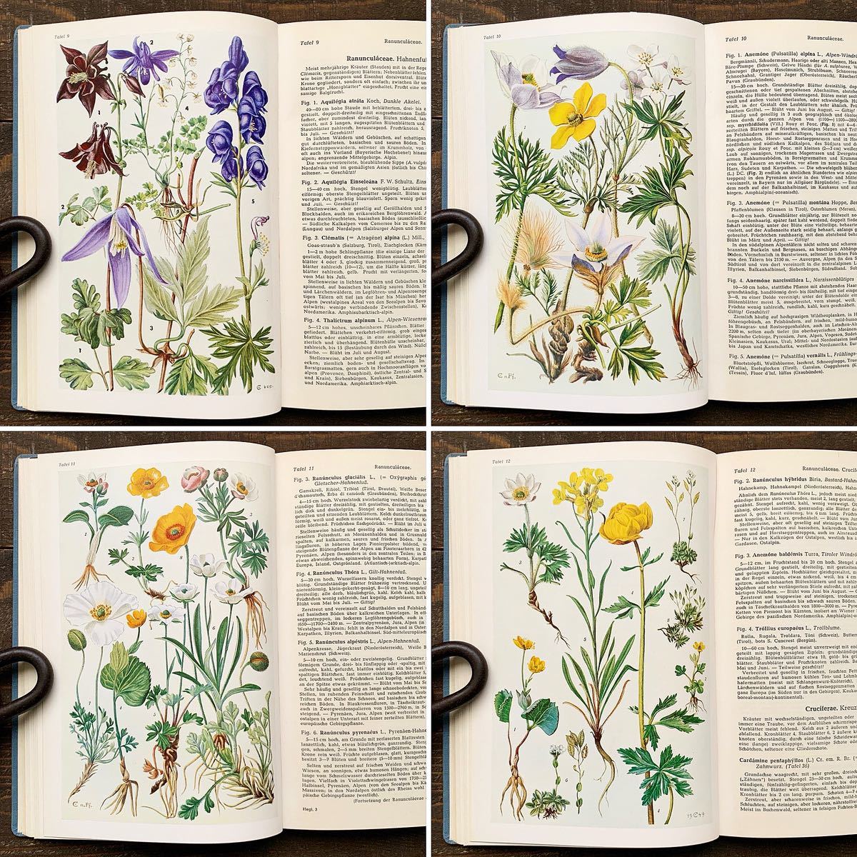 ドイツの古い植物図鑑( ALPENFLORA1950年)/アンティーク ヴィンテージ ヨーロッパ 植物画 花の絵 ボタニカルアート 高山植物 雰囲気◎/_画像3