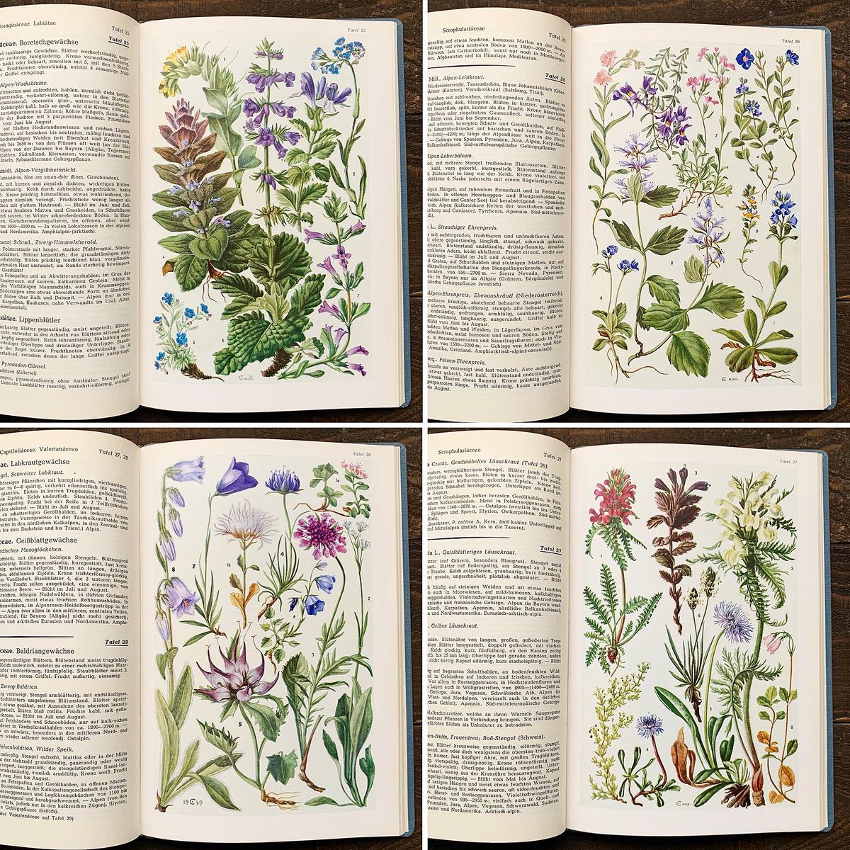 ドイツの古い植物図鑑( ALPENFLORA1950年)/アンティーク ヴィンテージ ヨーロッパ 植物画 花の絵 ボタニカルアート 高山植物 雰囲気◎/