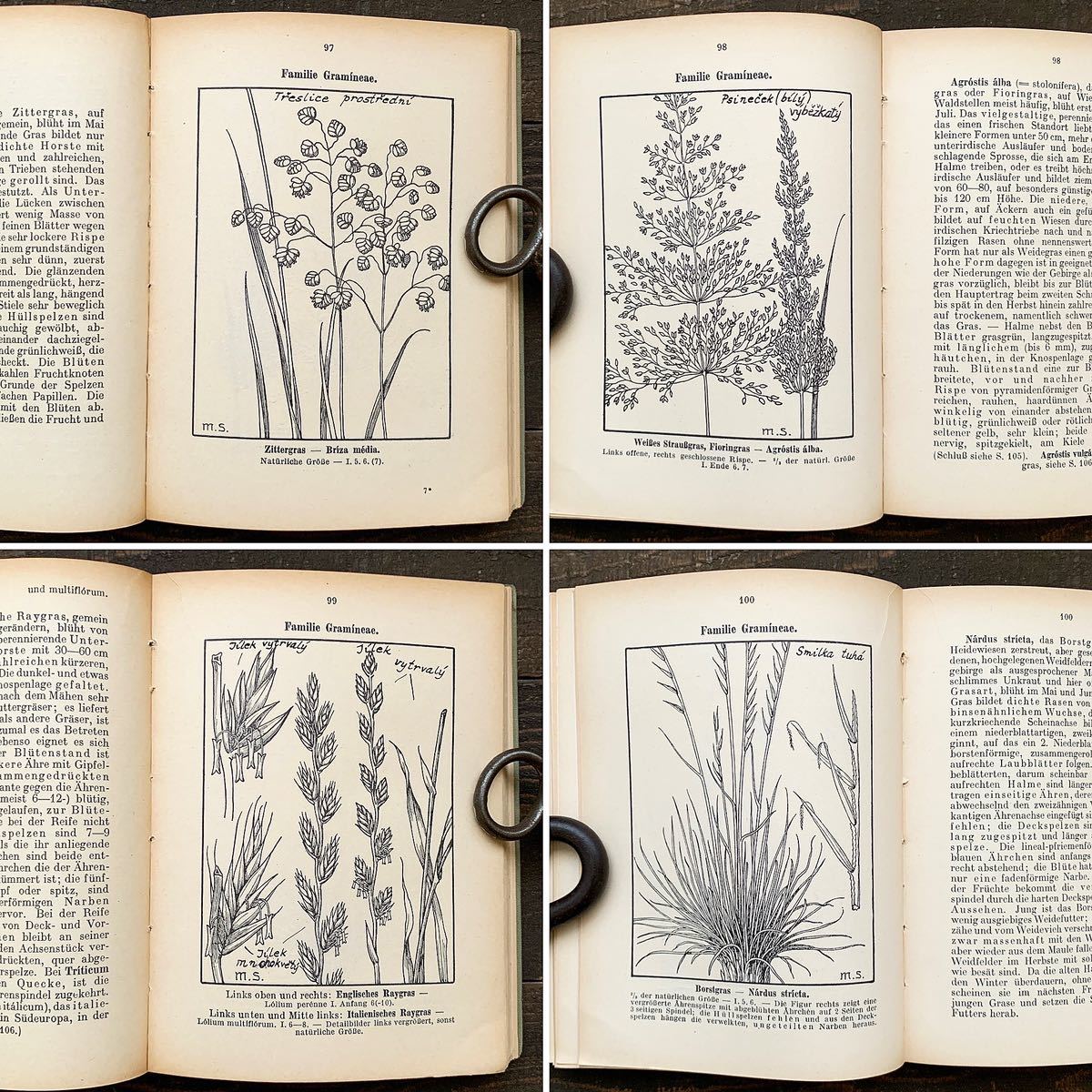 ドイツの古い植物図鑑(UNSERE WIESENPFLANZEN 1924年)/アンティーク ヴィンテージ ヨーロッパ 植物画 ボタニカルアート 雰囲気◎/の画像10