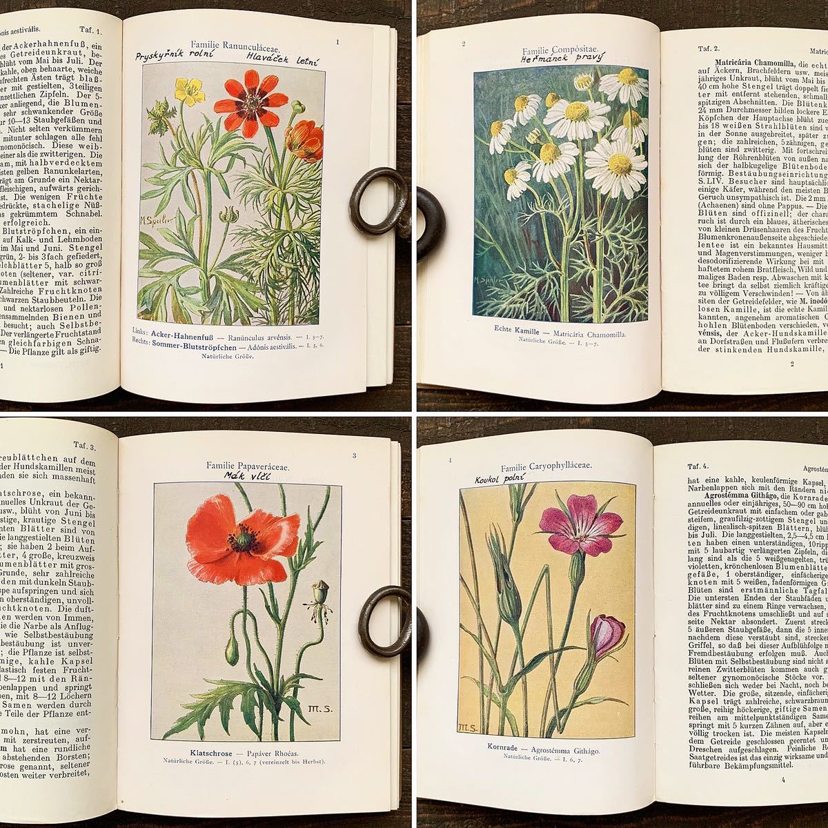  ドイツの古い植物図鑑(UNSERE UNKRAUTER 1926年)/アンティーク ヴィンテージ ヨーロッパ 植物画 ボタニカルアート 雰囲気◎/_画像2