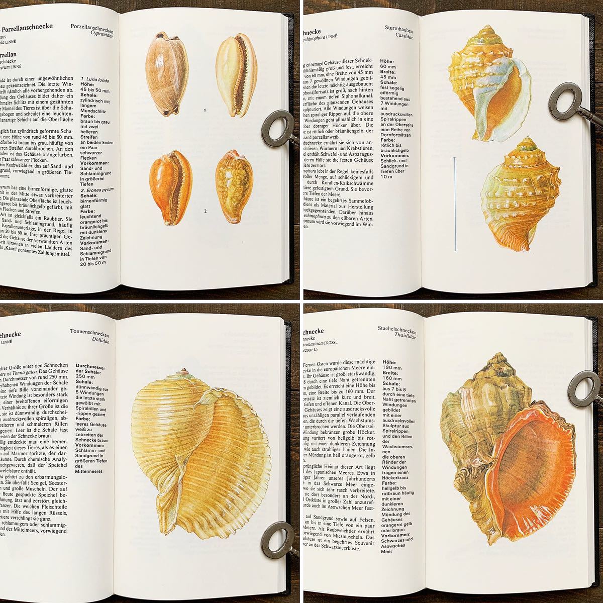 ドイツの古い貝殻の図鑑(MUSCHELN und WASSERSCHNECKEN 1987年)/アンティーク ヴィンテージ ヨーロッパ 貝殻図鑑 海洋生物 美品 雰囲気◎/の画像5