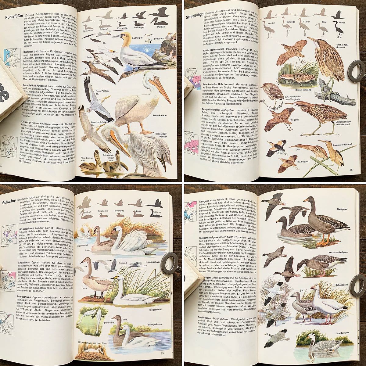 ドイツの古い鳥類図鑑(Der Kosmos-Vogelfuhrer 1971年)/アンティーク ヴィンテージ ヨーロッパ 鳥図鑑 鳥のイラスト 雰囲気◎/ - 洋書 ドイツの古い鳥類図鑑(Der Kosmos-Vogelfuhrer 1971年)/アンティーク ヴィンテージ ヨーロッパ 鳥図鑑 鳥のイラスト 雰囲気◎/ - 洋書