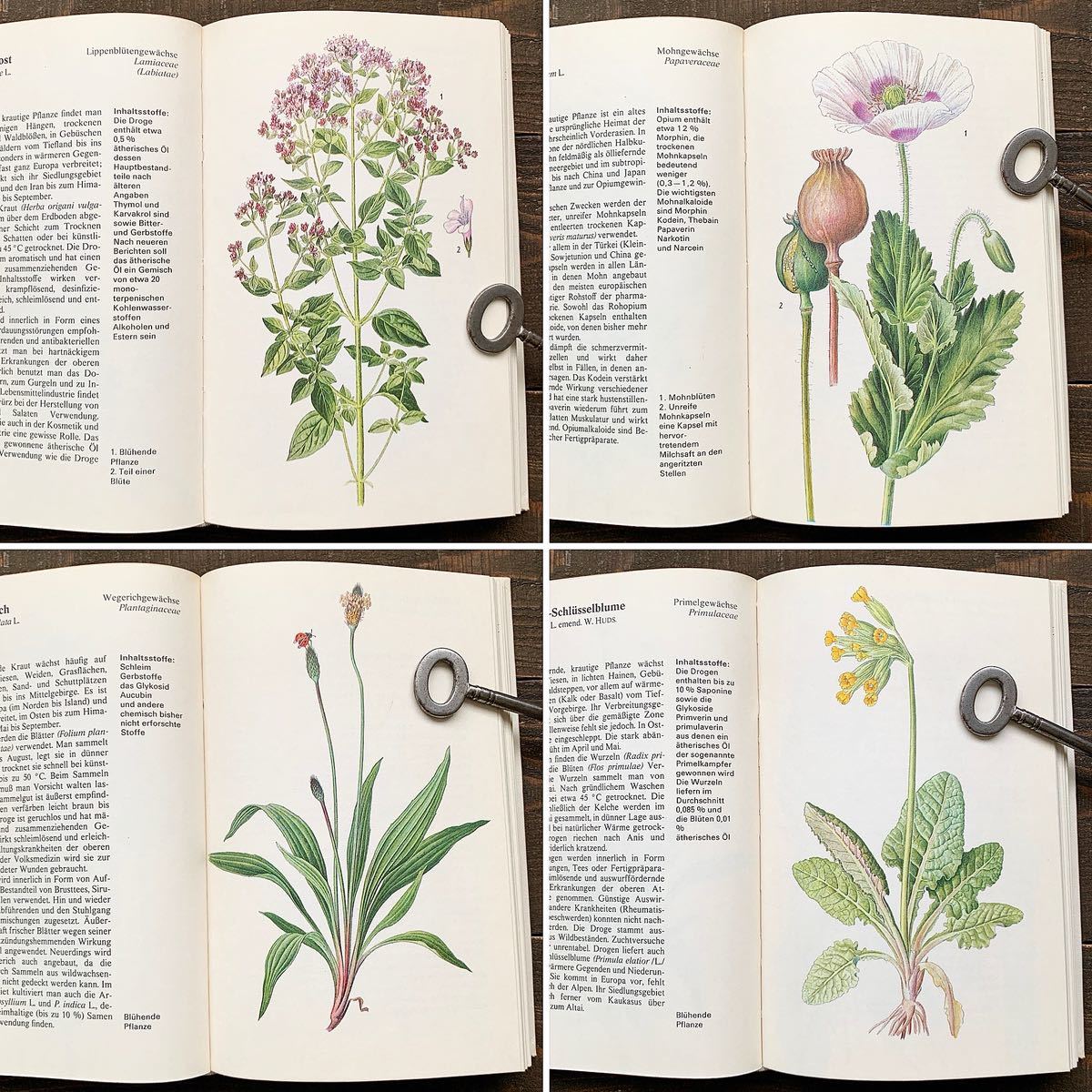 ドイツの古い植物図鑑(Heipflanzen 1973年)/ヴィンテージ ヨーロッパ ボタニカルアート 植物画 薬用植物 花図鑑 雰囲気◎/の画像8