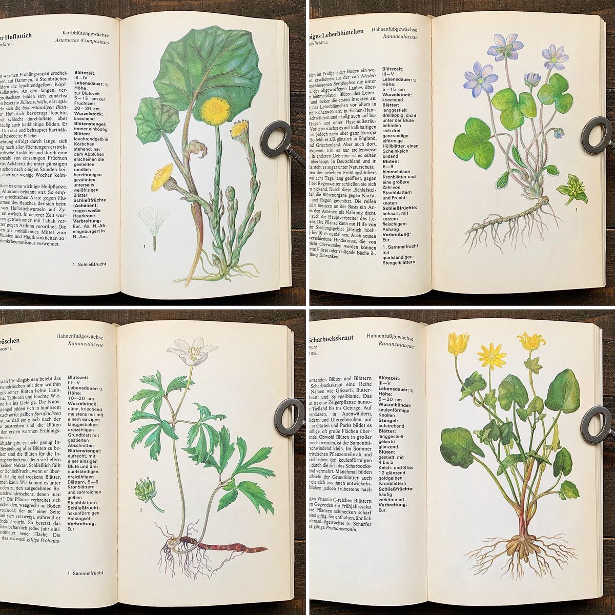 ドイツの古い植物図鑑(Pflanzen in Feld und Wald 1973年)/ヴィンテージ ヨーロッパ ボタニカルアート 植物画 花図鑑 雰囲気◎/の画像2