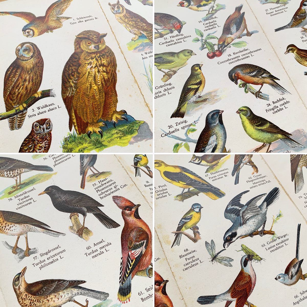 ドイツの古い鳥類図鑑(EINHEIMISCHE VOGEL I)/アンティーク ヴィンテージ ヨーロッパ 洋書 鳥図鑑 鳥の絵 鳥のイラスト 雰囲気◎/_画像8