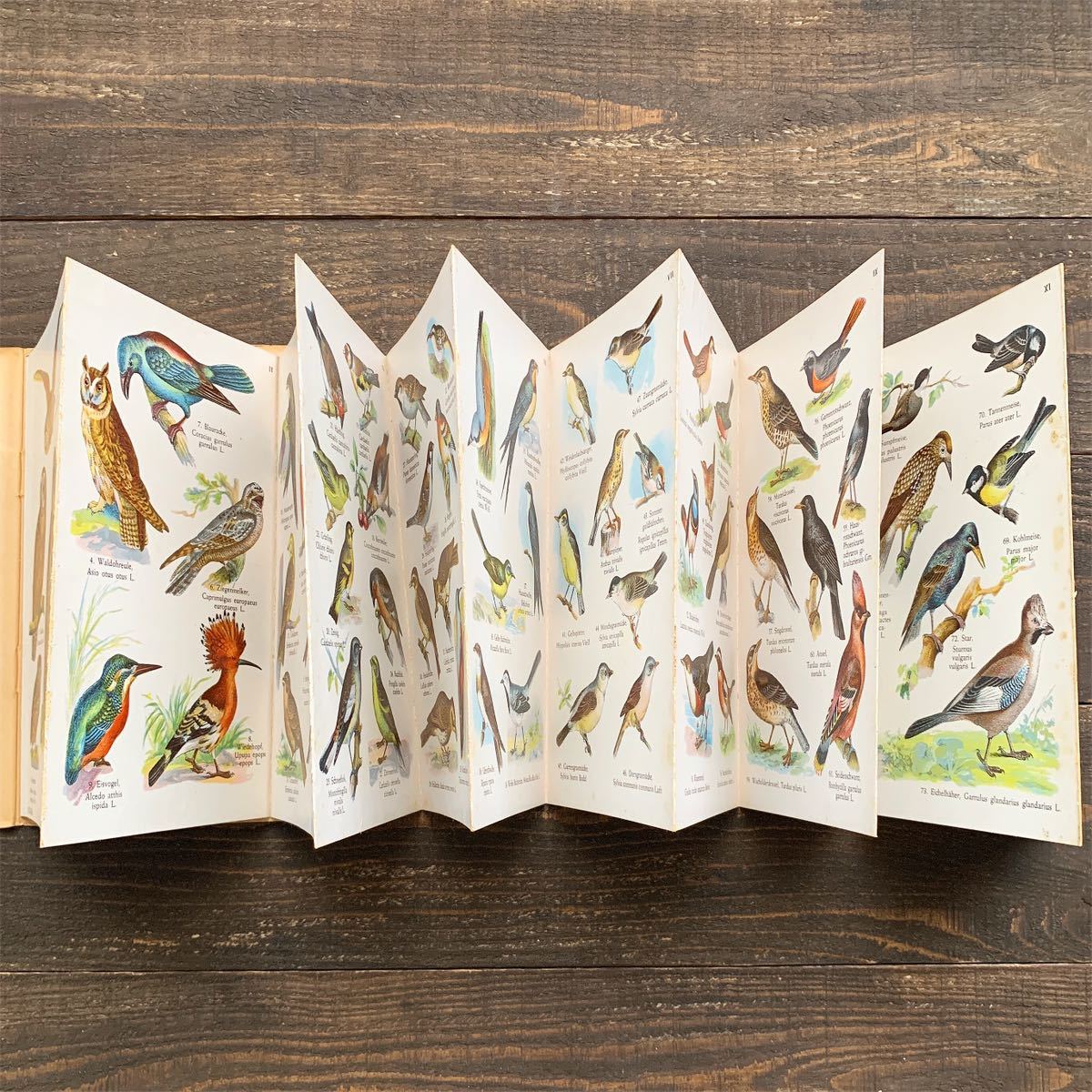 ドイツの古い鳥類図鑑(EINHEIMISCHE VOGEL I)/アンティーク ヴィンテージ ヨーロッパ 洋書 鳥図鑑 鳥の絵 鳥のイラスト 雰囲気◎/_画像9