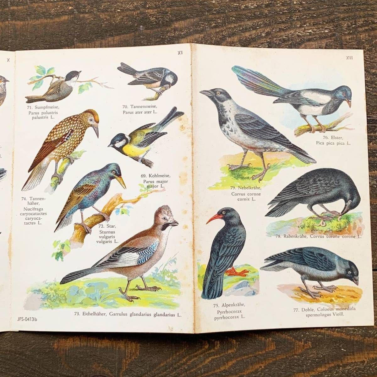 ドイツの古い鳥類図鑑(EINHEIMISCHE VOGEL I)/アンティーク ヴィンテージ ヨーロッパ 洋書 鳥図鑑 鳥の絵 鳥のイラスト 雰囲気◎/_画像7