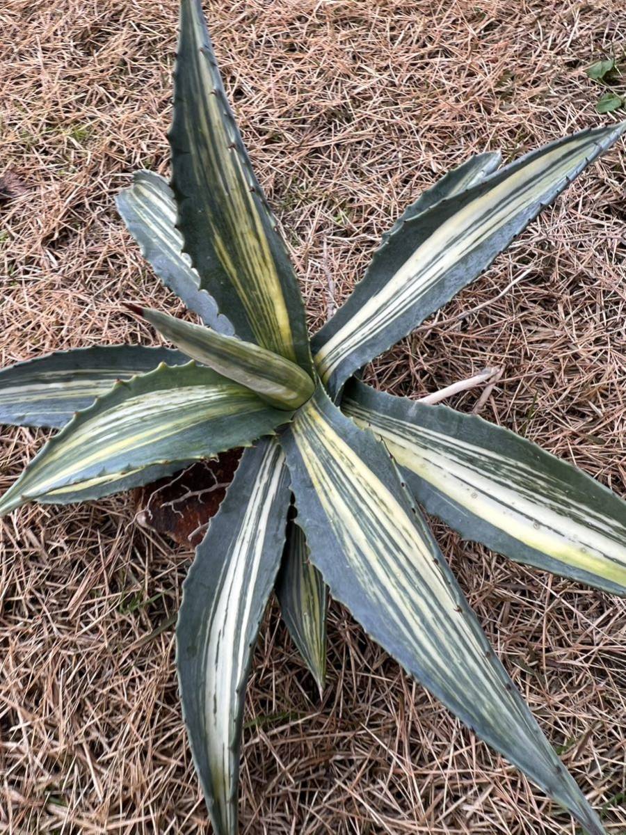 【農園直送】特大サイズ　希少　AGAVE アガベ アメリカーナ　縞斑　斑入り　極上斑　Agave americana cv. striata 送料無料　全写真現品　_画像5