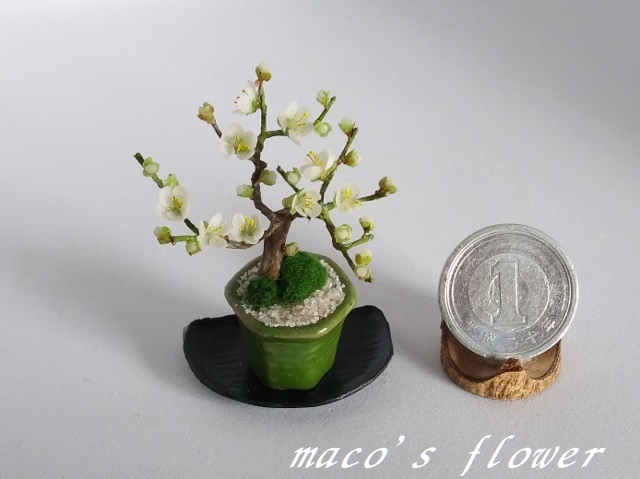 maco's miniature flower♪白梅の盆栽♪_画像1