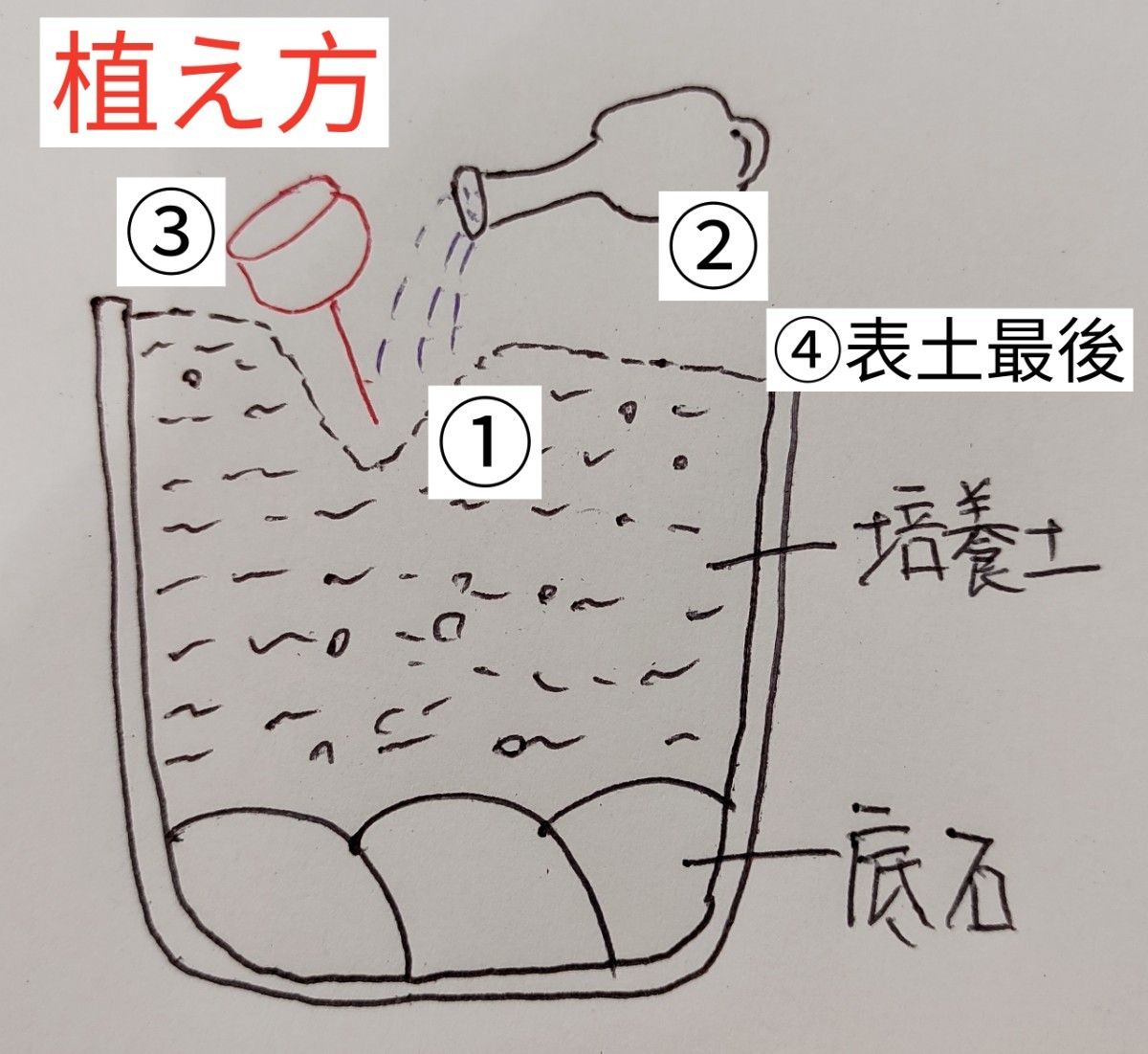 土付き S89 C373荒玉入り カラフルセット 多肉植物リトープス 土付き S89 C373荒玉入り カラフルセット 多肉植物リトープス