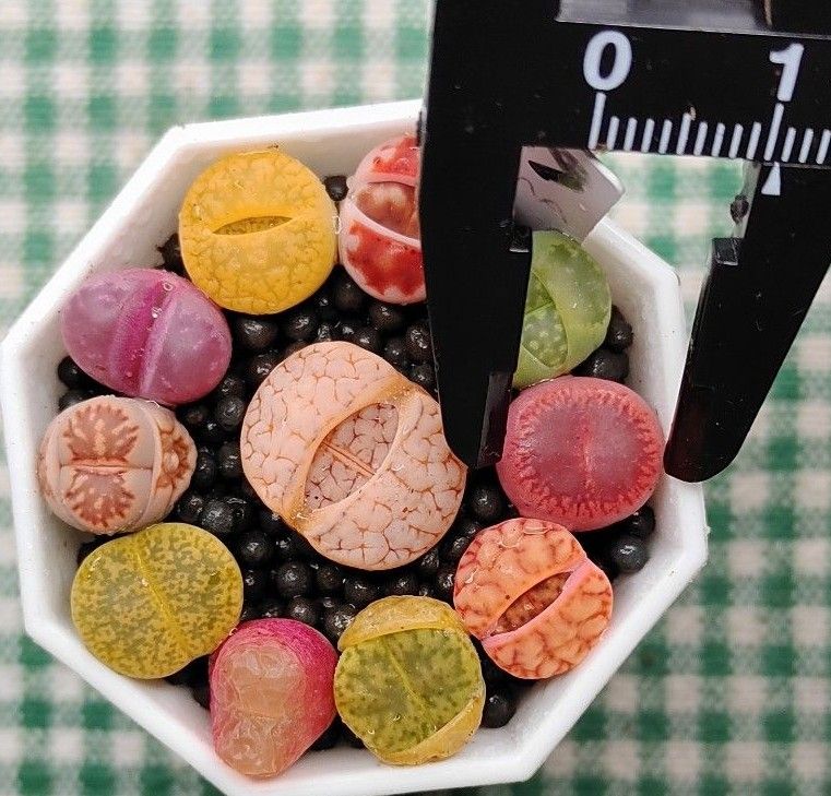 土付き S89 C373荒玉入り カラフルセット 多肉植物リトープス 土付き S89 C373荒玉入り カラフルセット 多肉植物リトープス
