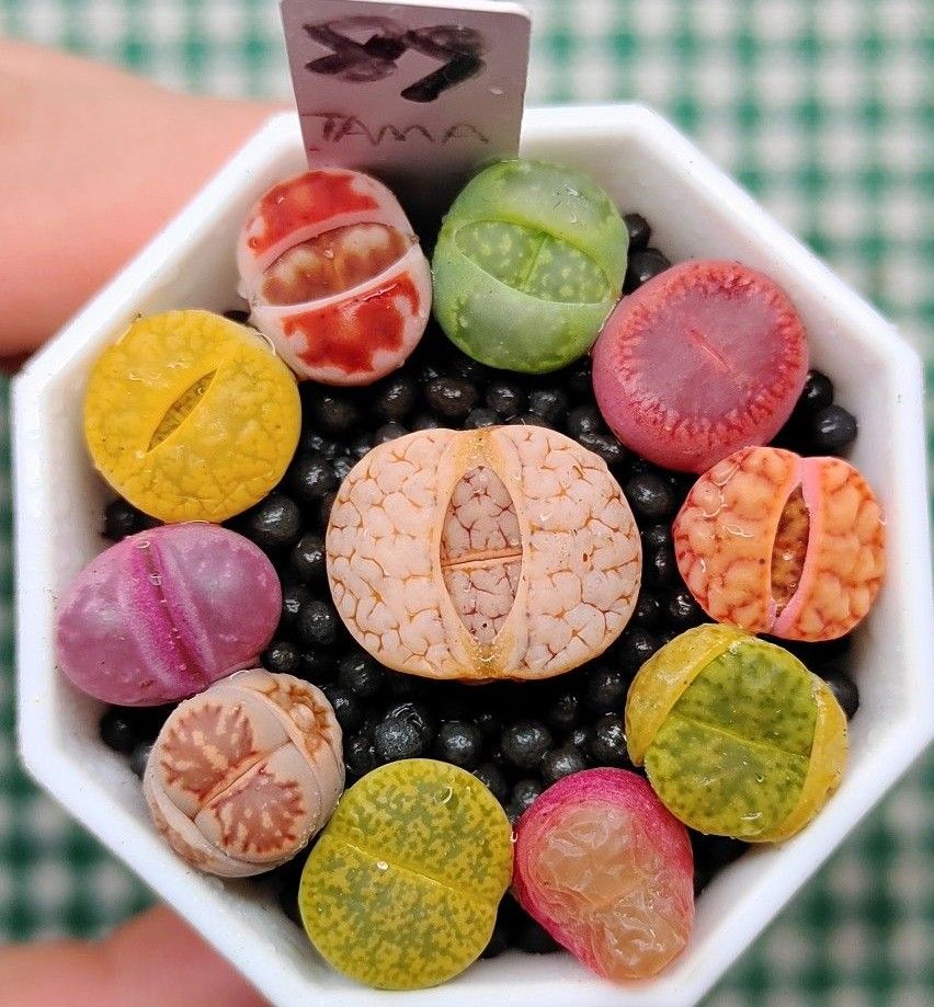 土付き S89 C373荒玉入り カラフルセット 多肉植物リトープス 土付き S89 C373荒玉入り カラフルセット 多肉植物リトープス