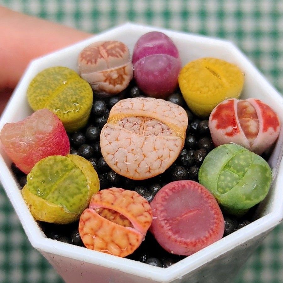 土付き S89 C373荒玉入り カラフルセット 多肉植物リトープス 土付き S89 C373荒玉入り カラフルセット 多肉植物リトープス