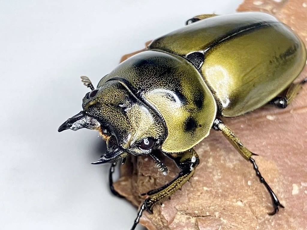 後食済み　ババオウゴンオニクワガタ　♂61.7♀41.4 ペア　未使用　ババオウゴンオニ　ババオウゴン　ババ_画像6