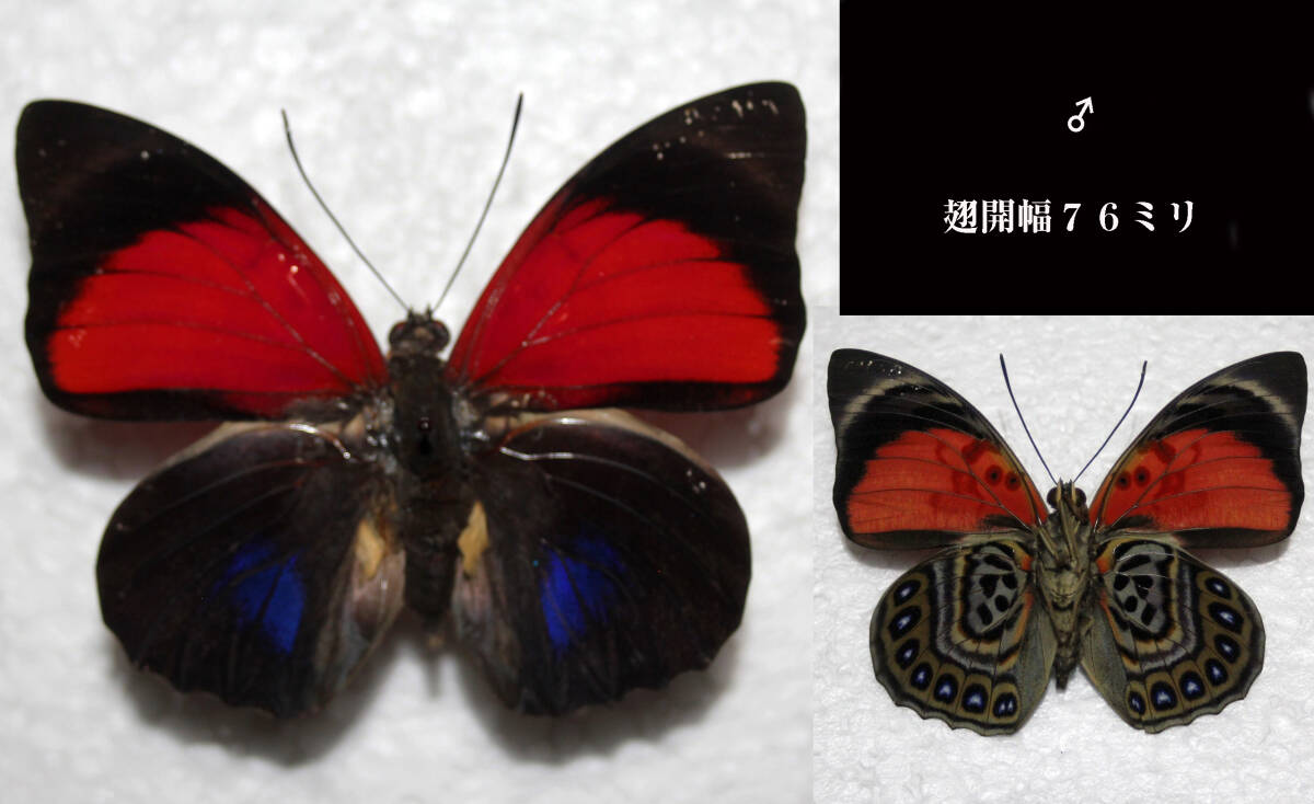 蝶標本　クラウディナミイロタテハ（lugens亜種Per）　_画像4