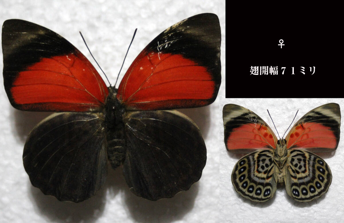 蝶標本　クラウディナミイロタテハ（lugens亜種Per）　_画像5