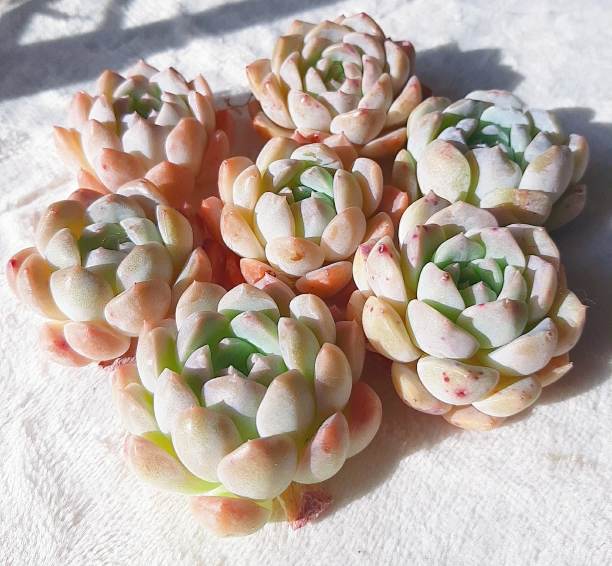韓国苗 多肉植物 エケベリア 新品種 桃雪姫× オレンジローズ_画像3
