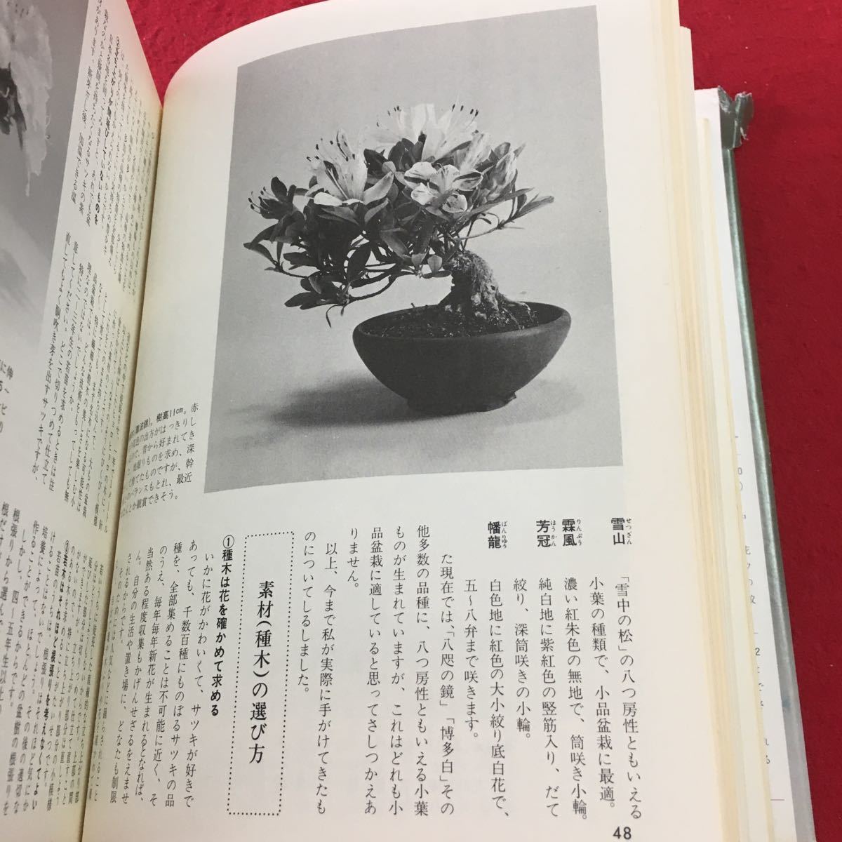 M5c-105 小品盆栽専科 花物編 樹種別仕立て方のコツ 著者 明官俊彦 昭和53年4月10日 第1刷発行 主婦の友社 盆栽 趣味 その他 解説 サツキ_画像7