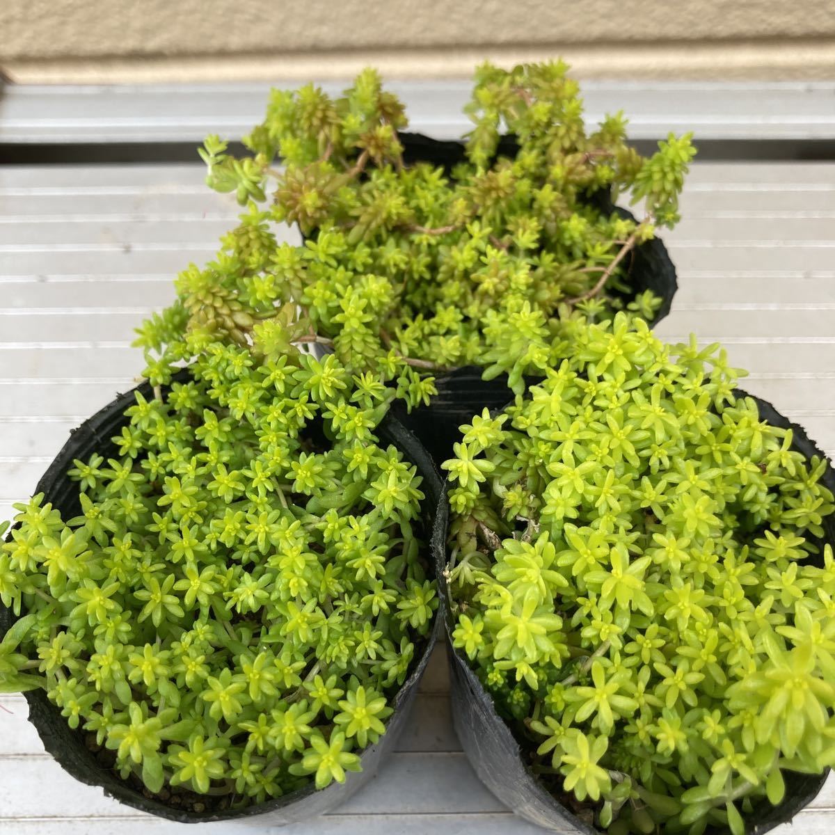 多肉植物 ☆セダム☆モリムラゴールド☆黄金細葉万年草☆カット苗☆5カット_出品