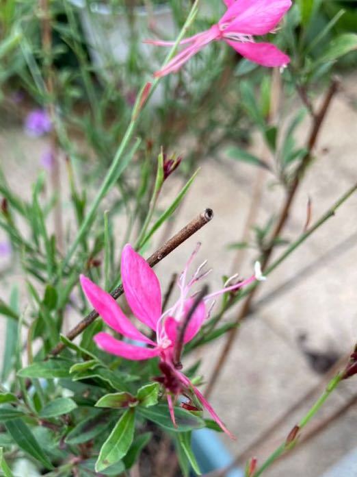 花の種☆ガウラ混合☆ピコティ、白、夕映え、ピンク、濃ピンク等花色混合☆草丈も色々混合☆_画像3