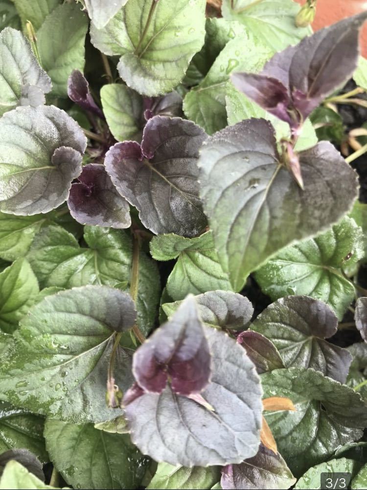 倍量に増量！花の種☆ビオラ　ラブラドリカ☆お花がない時も銅葉が綺麗☆寄せ植えにも素敵です☆10粒→20粒_画像3