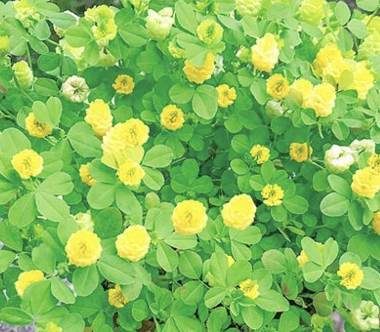 15種花の種☆発芽確認スミ☆訳ありお買い得☆色々なアサガオ、ジニア、幸せの黄色のクローバー風船カズラ、ルコウソウ、千日紅、ニゲラ等_画像4