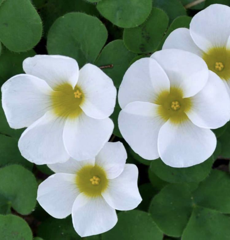  oxalis шероховатость abi белка * белый белый *... рассада *2 pot * цветок ... есть перевод поэтому, дешево начало 