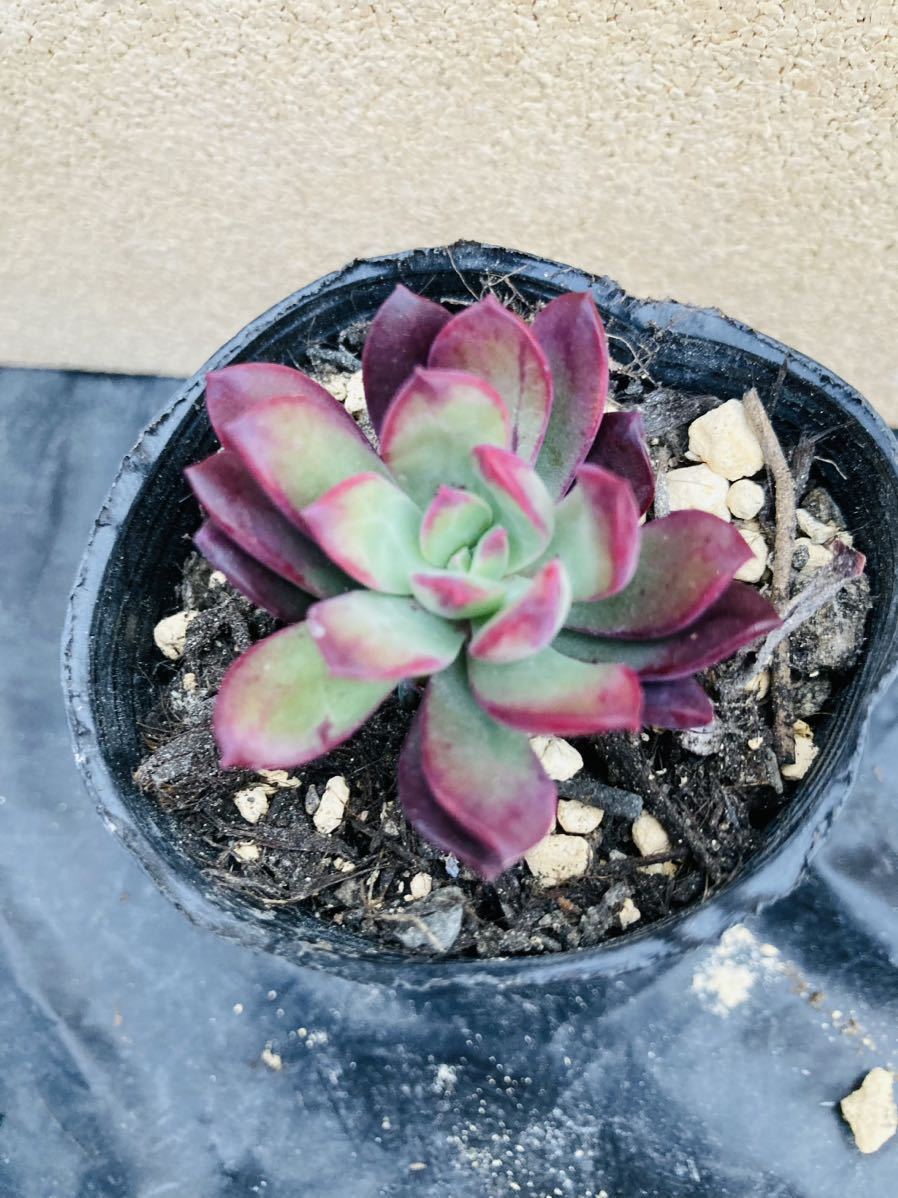 多肉植物☆韓国苗☆mabkfougallii☆赤棒☆木立多肉☆カット苗☆寄せ植えポイントに☆可愛い_紅葉すると綺麗な紫色