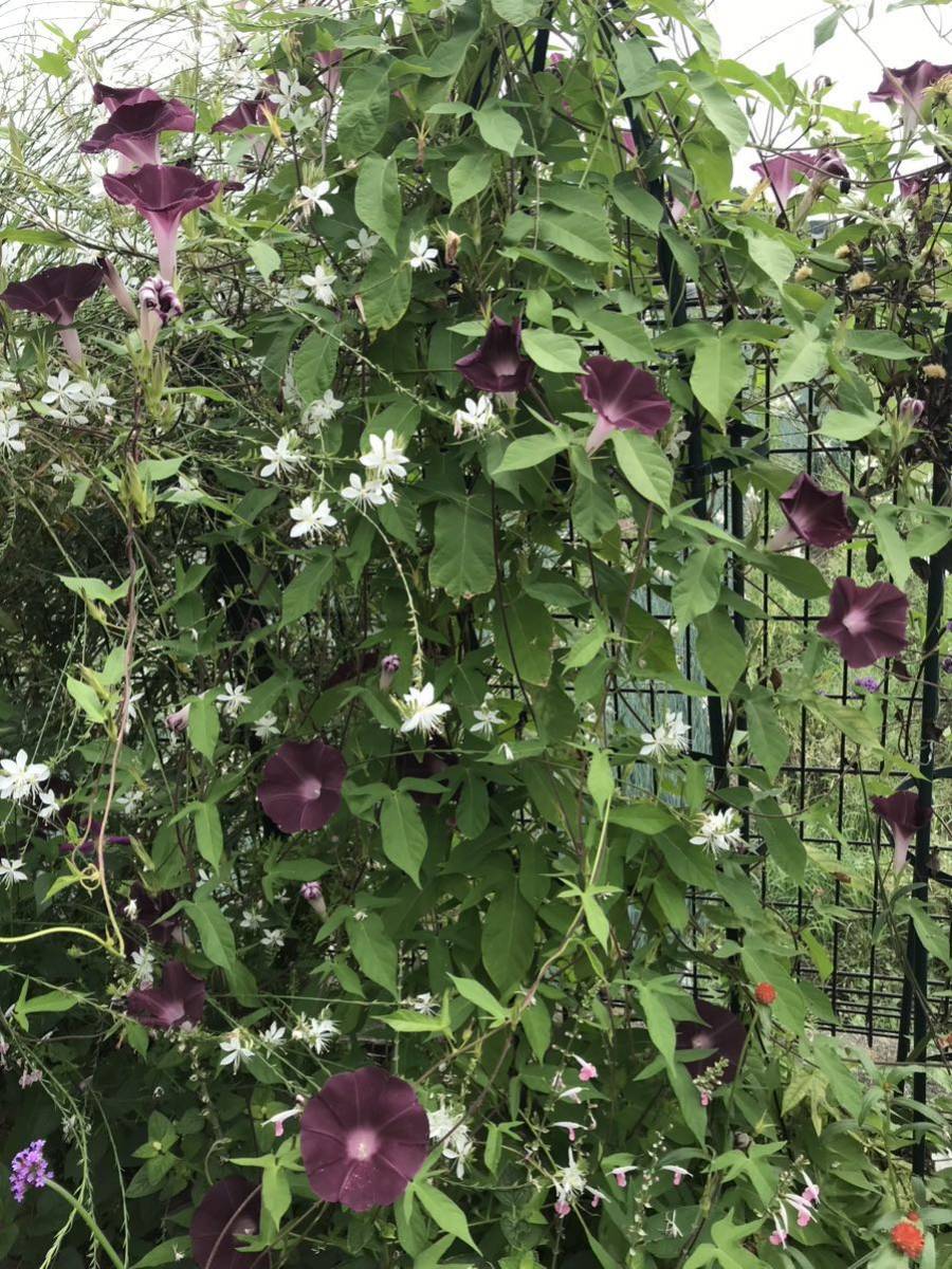 花の種☆朝顔の種☆シックな茶色　大輪☆5粒☆多花性☆葉も茂りグリーンカーテンに最適☆西洋朝顔ですが、早くから咲き始めます！_画像5