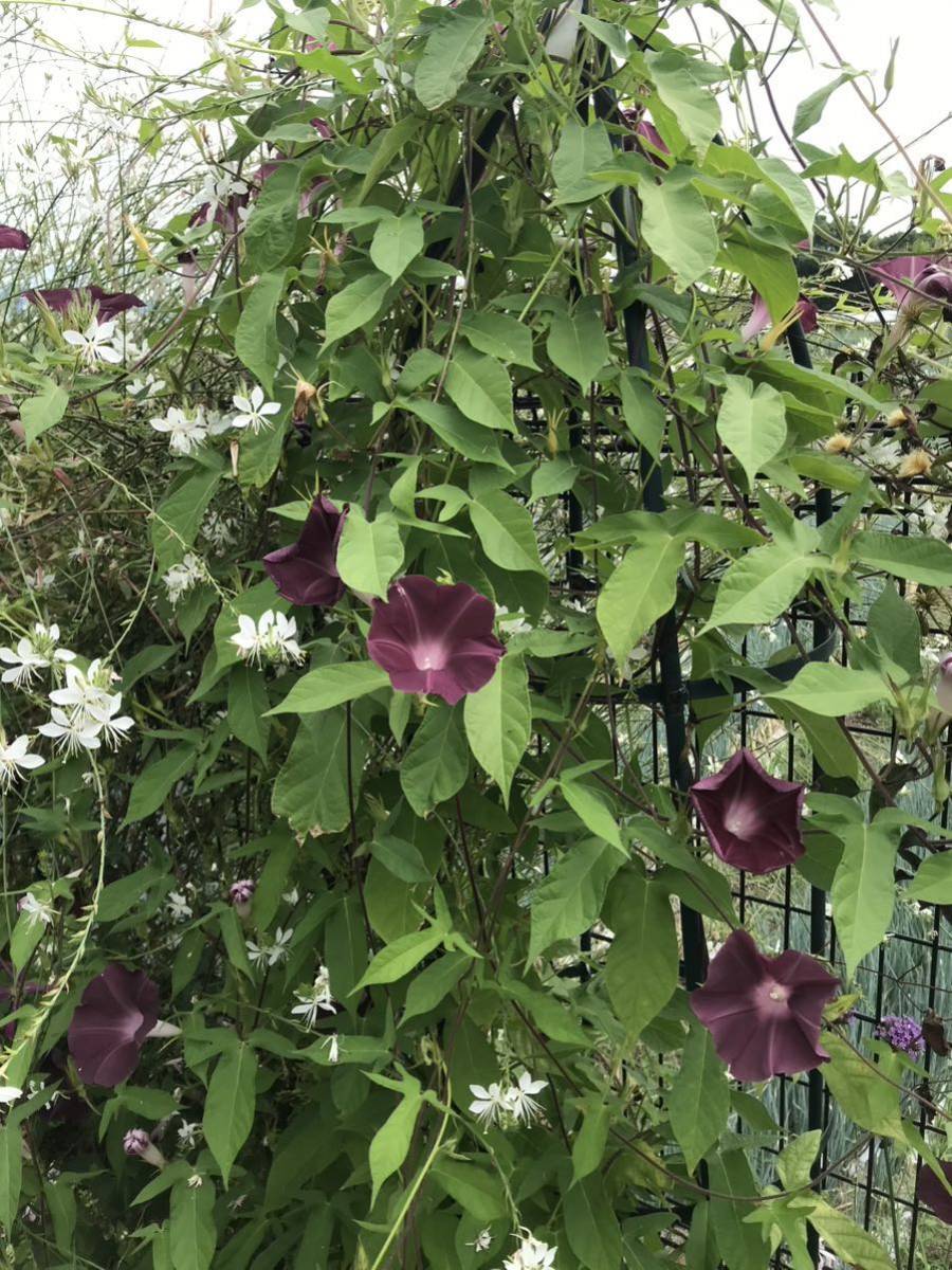 花の種☆朝顔の種☆シックな茶色　大輪☆5粒☆多花性☆葉も茂りグリーンカーテンに最適☆西洋朝顔ですが、早くから咲き始めます！_画像6