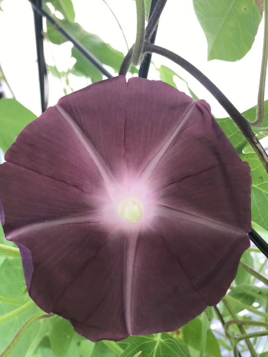 花の種☆朝顔の種☆シックな茶色 大輪☆5粒☆多花性☆葉も茂りグリーンカーテンに最適☆西洋朝顔ですが、早くから咲き始めます！の画像4